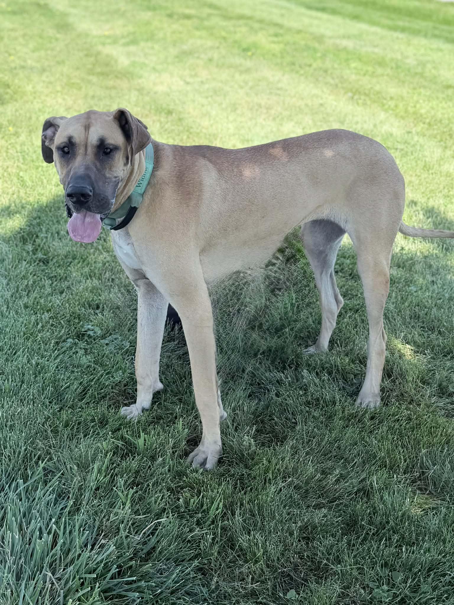 Enlarge Widow, a Adopted Great Dane in Wapakoneta, OH image 4/5