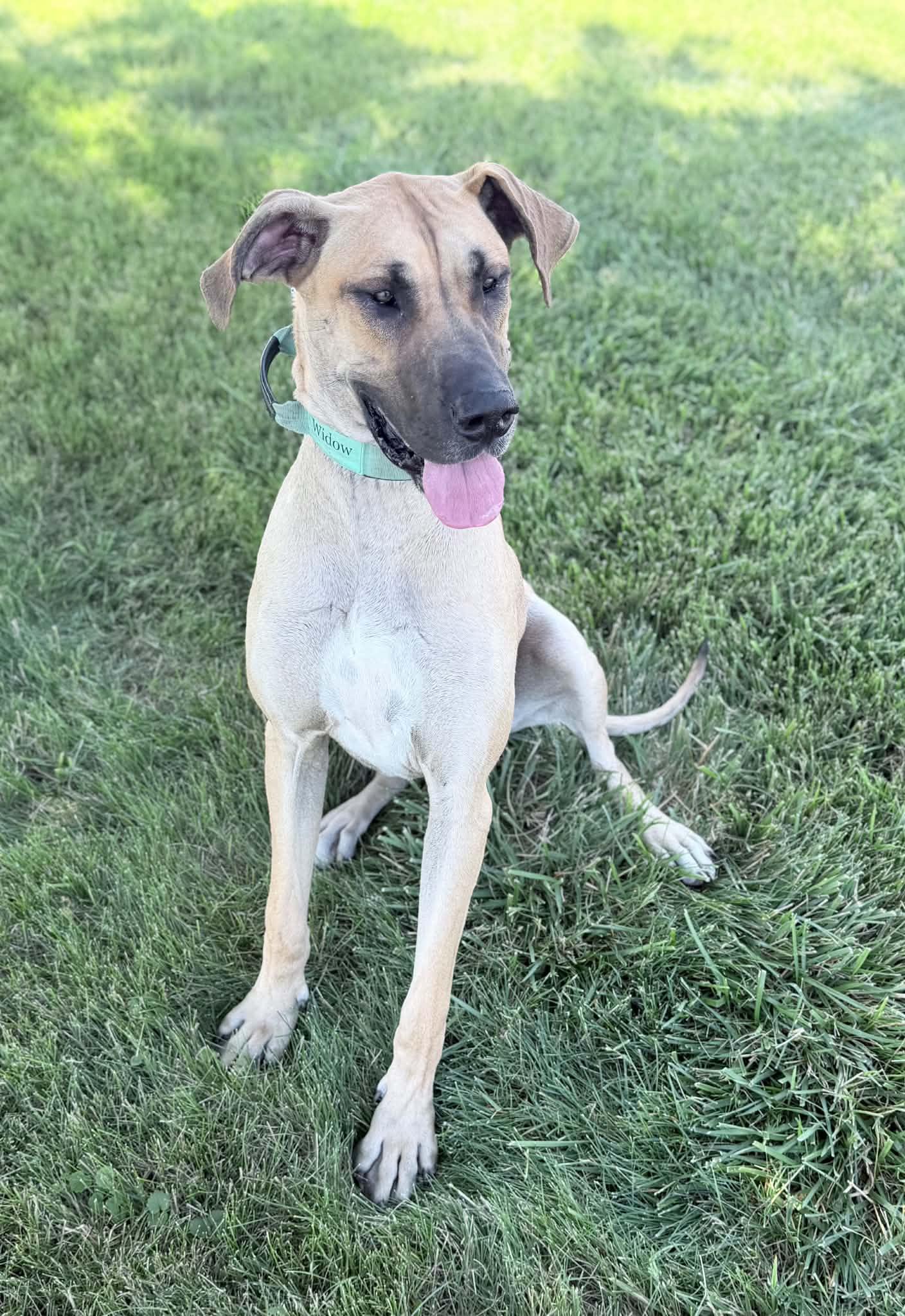 Enlarge Widow, a Adopted Great Dane in Wapakoneta, OH image 3/5