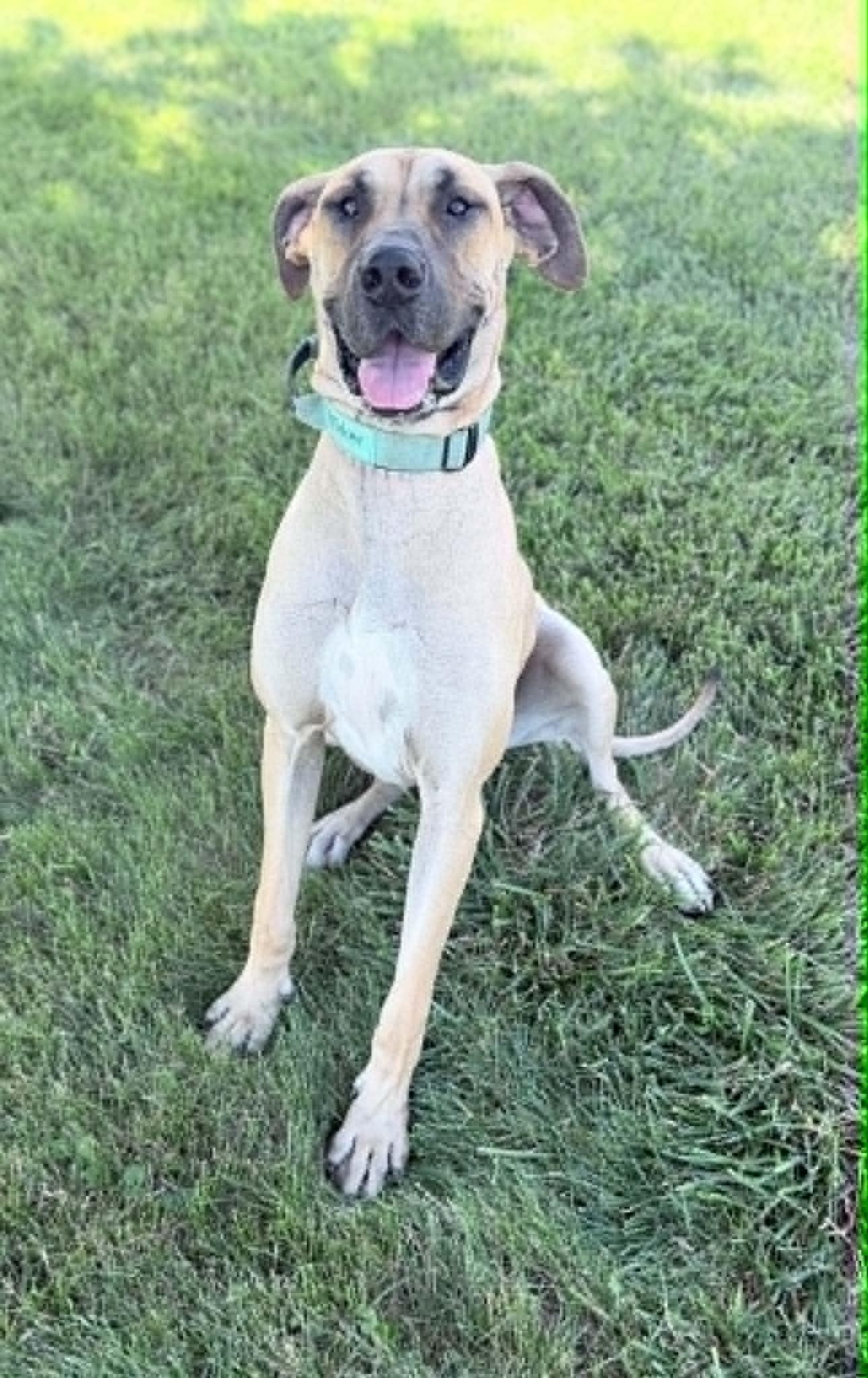 Enlarge Widow, a Adopted Great Dane in Wapakoneta, OH image 2/5