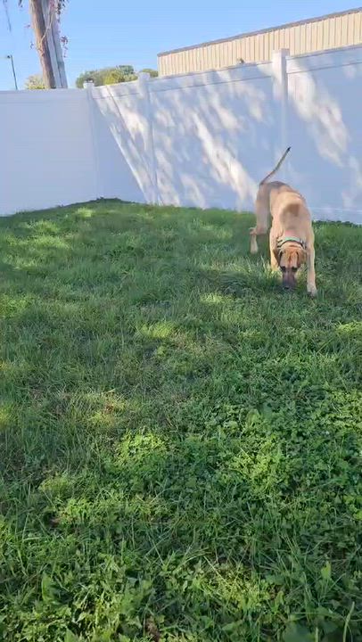 Enlarge Widow, a Adopted Great Dane in Wapakoneta, OH video 5/5