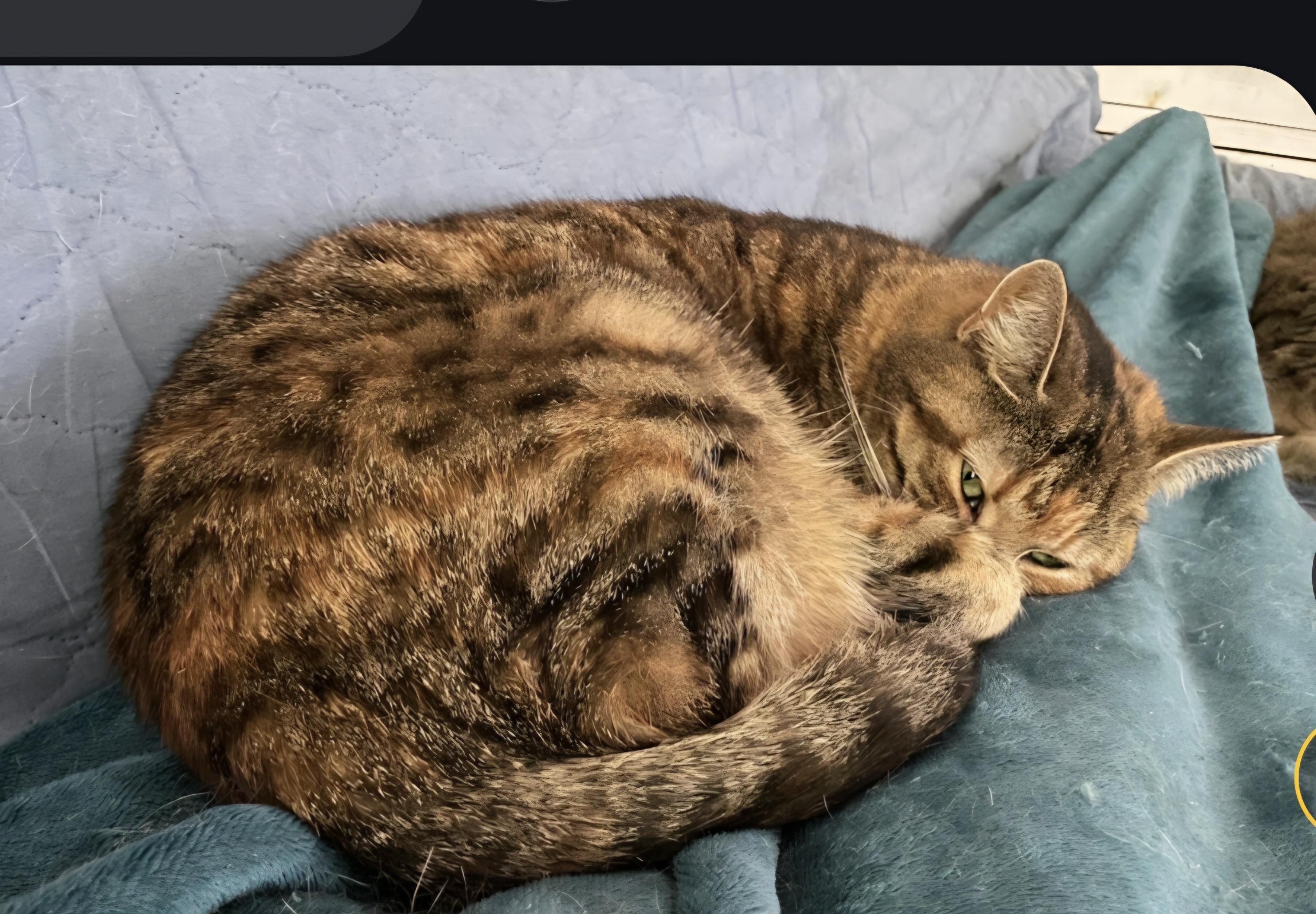 Bebe, Adoptable, Adult Female Torbie & Domestic Short Hair.