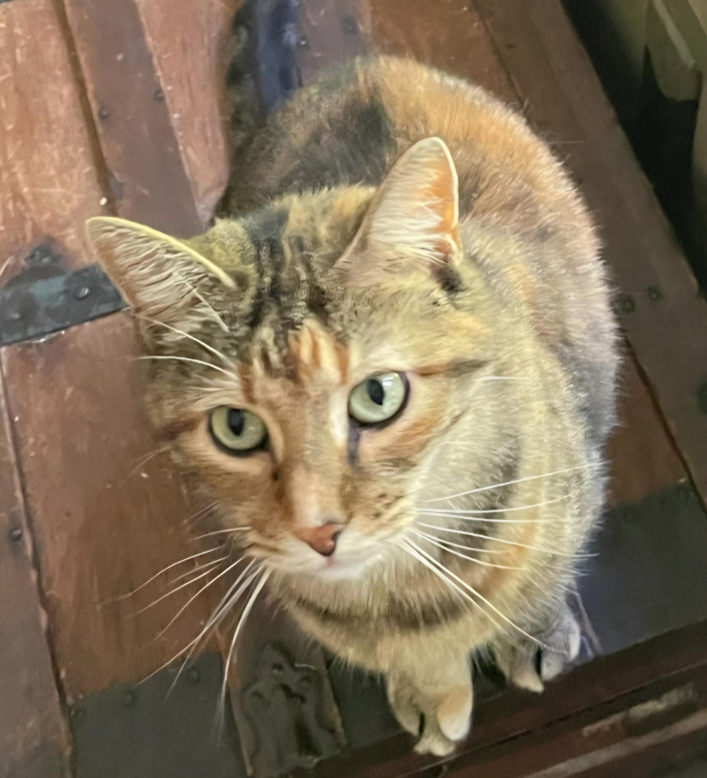 Bebe, a Adoptable mixed breed in Huntsburg, OH image 2/3