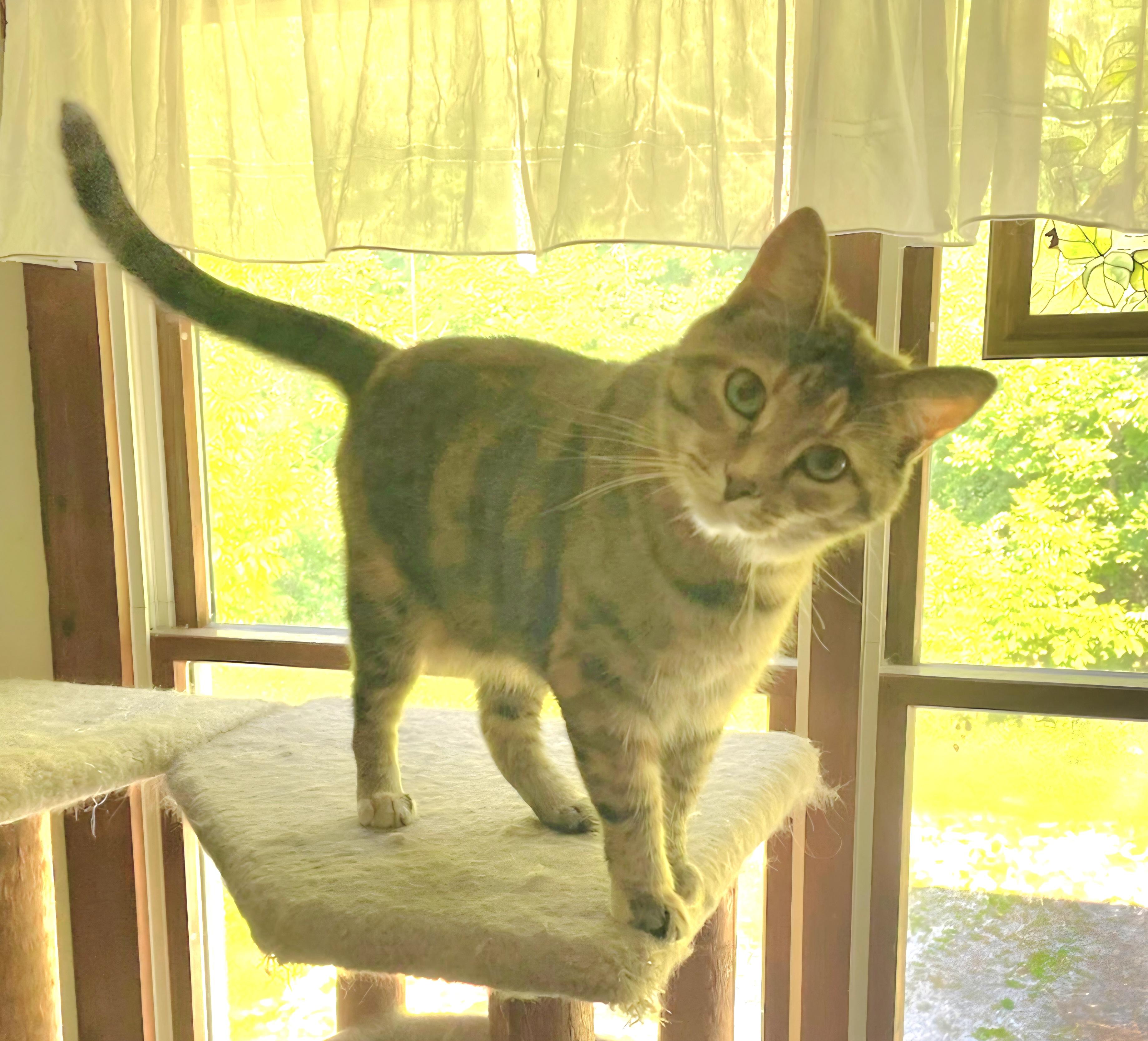 Bebe, a Adoptable mixed breed in Huntsburg, OH image 3/3