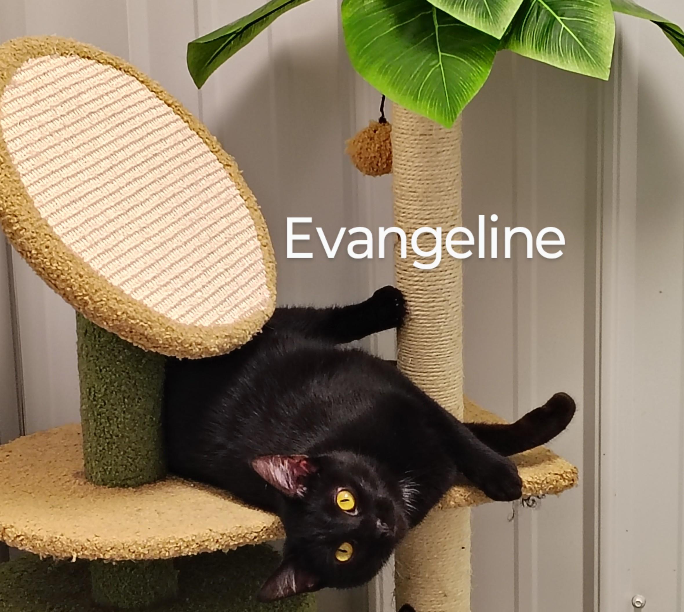 Enlarge Evangeline, a Adoptable American Shorthair in Richmond, MO image 1/1