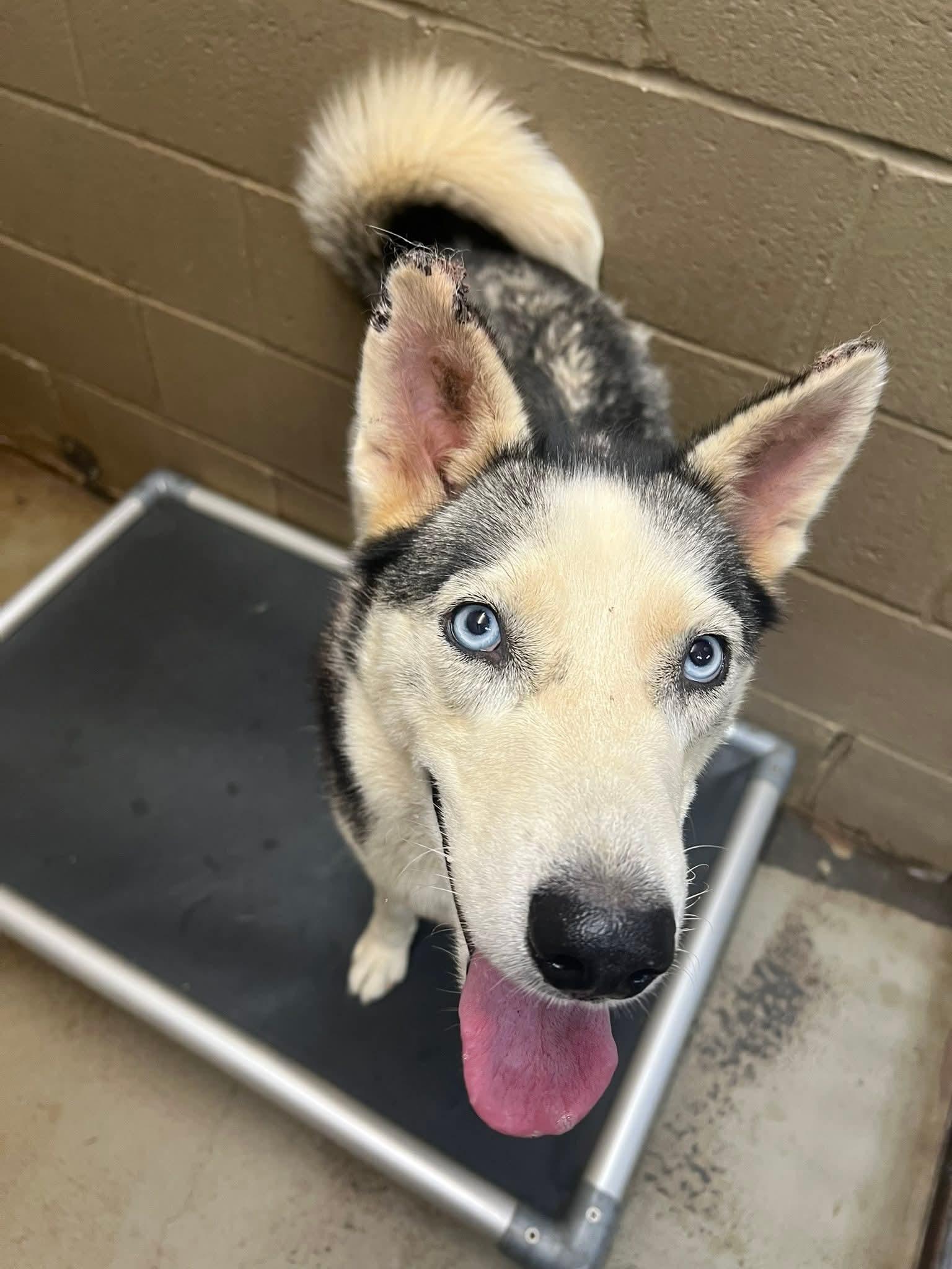 Zoe, Adoptable, Adult Female Siberian Husky.