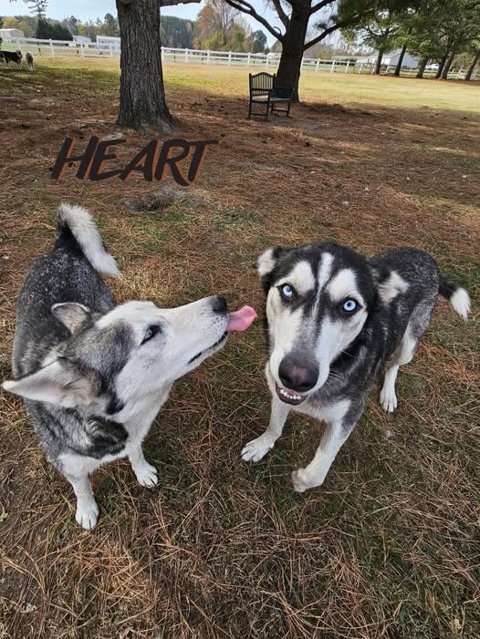 Enlarge Zoe & Pedro, a Adoptable Siberian Husky in Millersville, MD image 1/3