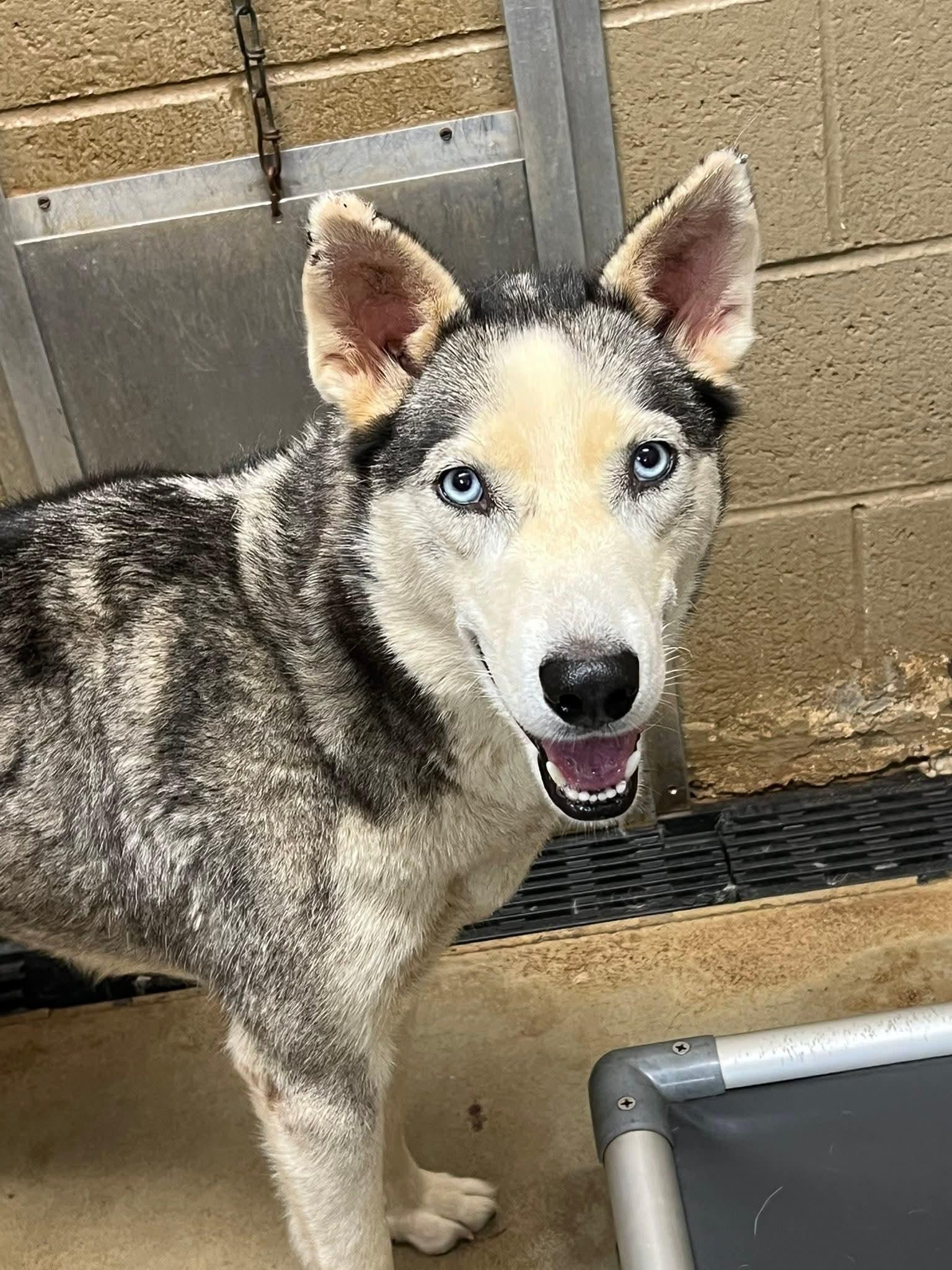 Zoe, a Adoptable Siberian Husky image 2/3