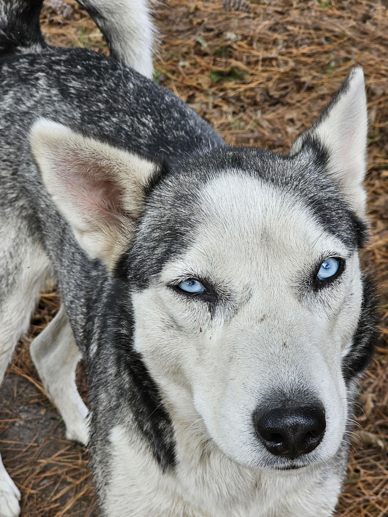 Enlarge Zoe & Pedro, a Adoptable Siberian Husky in Millersville, MD image 2/3