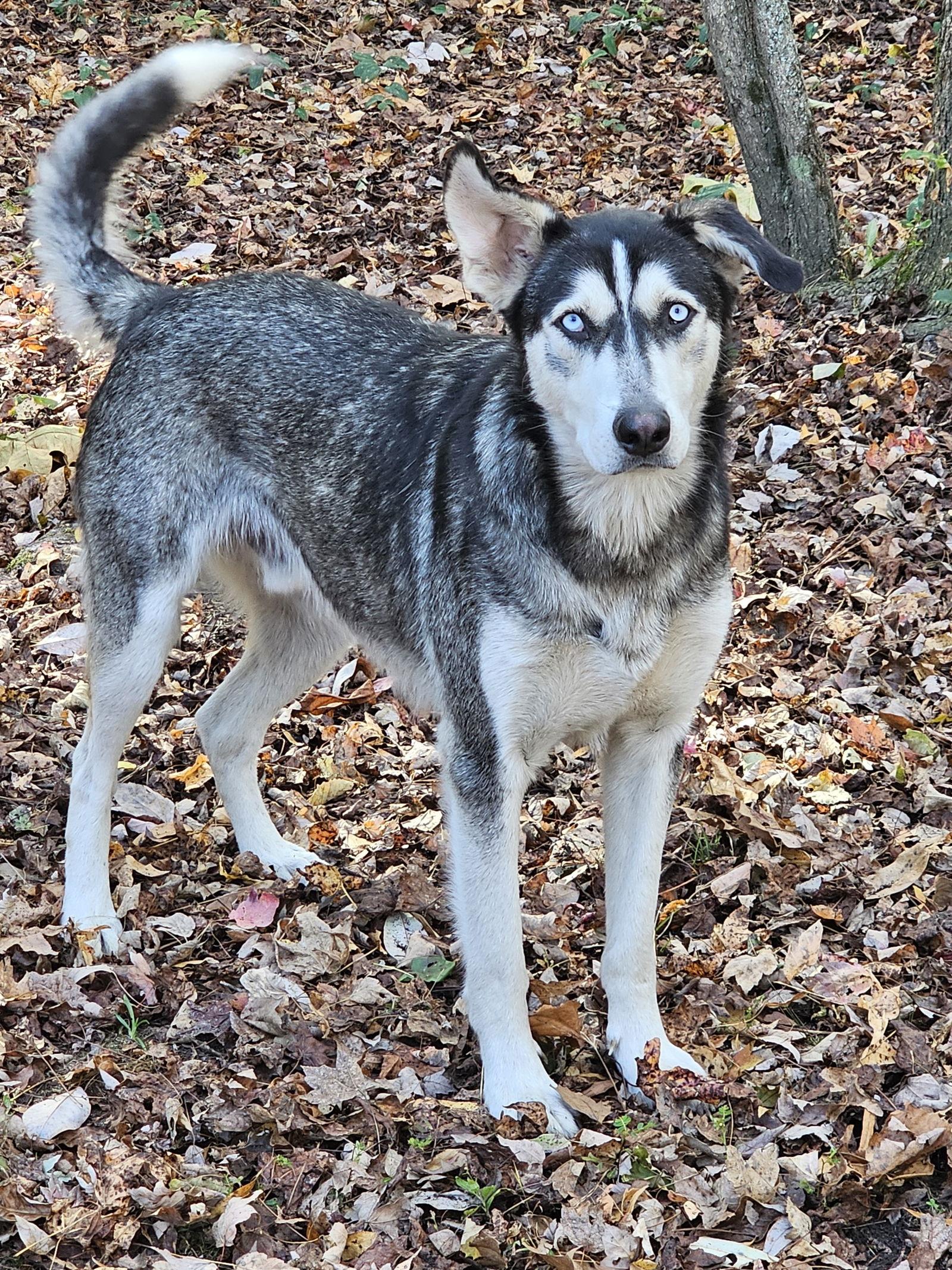 Enlarge Zoe & Pedro, a Adoptable Siberian Husky in Millersville, MD image 3/3