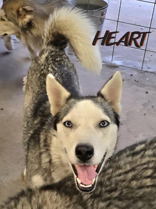 Enlarge Zoe, a Adoptable Siberian Husky in Millersville, MD image 3/3