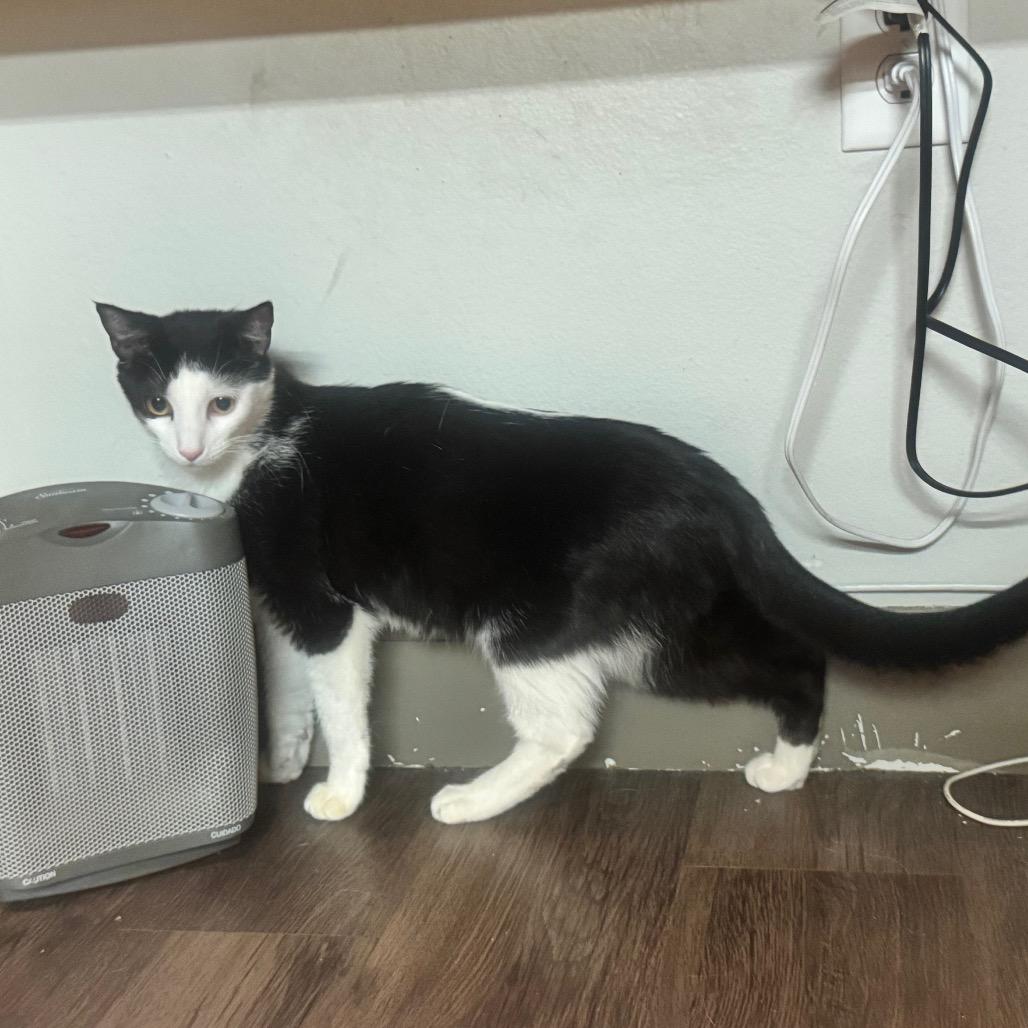 Enlarge Tabitha, a Adoptable Domestic Short Hair in Cheyenne, WY image 1/3
