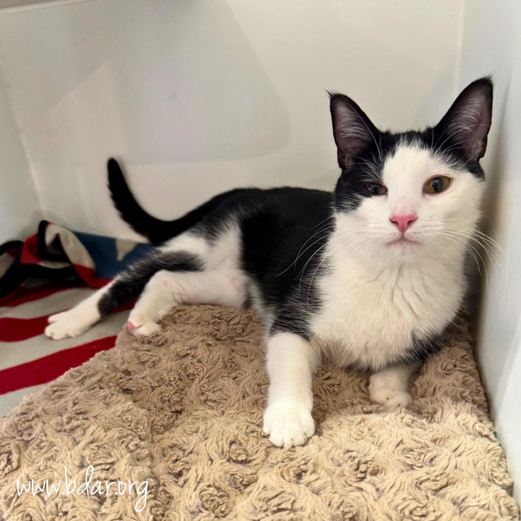 Enlarge Tabitha, a Adoptable Domestic Short Hair in Cheyenne, WY image 2/3