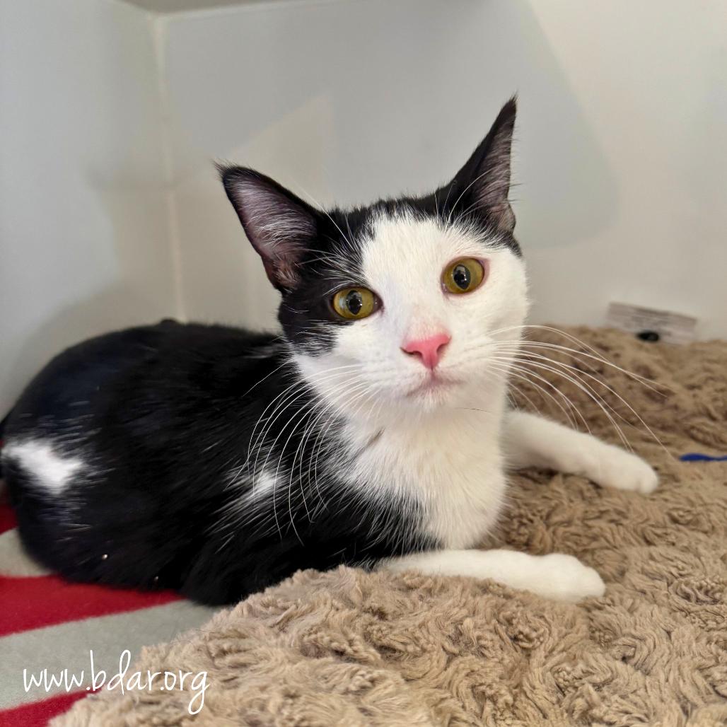 Enlarge Tabitha, a Adoptable Domestic Short Hair in Cheyenne, WY image 3/3