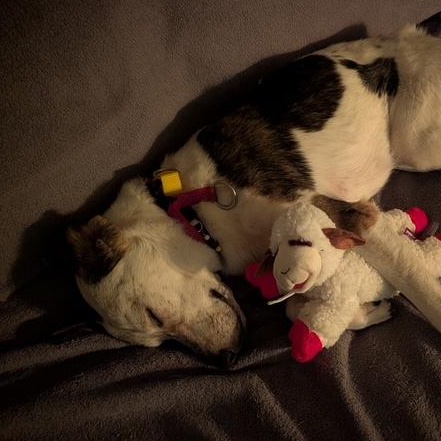 Enlarge Bonita, a ADOPTABLE mixed breed in Scarborough, ON image 6/6