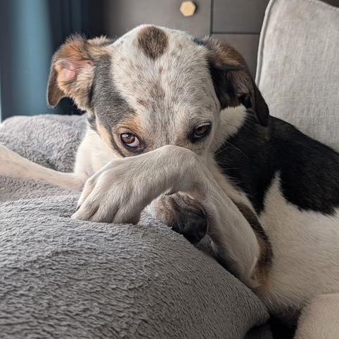 Enlarge Bonita, a ADOPTABLE mixed breed in Scarborough, ON image 3/6