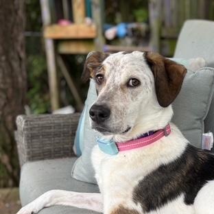 Bonita, ADOPTABLE, Adult Female Labrador Retriever & Pointer.