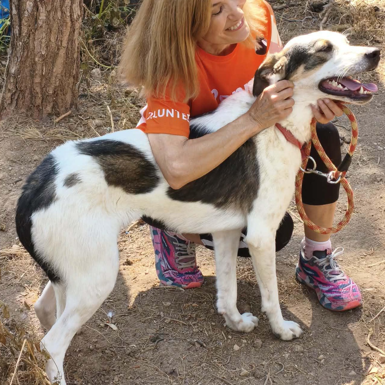 Enlarge Bonita, a ADOPTABLE mixed breed in Scarborough, ON image 2/6