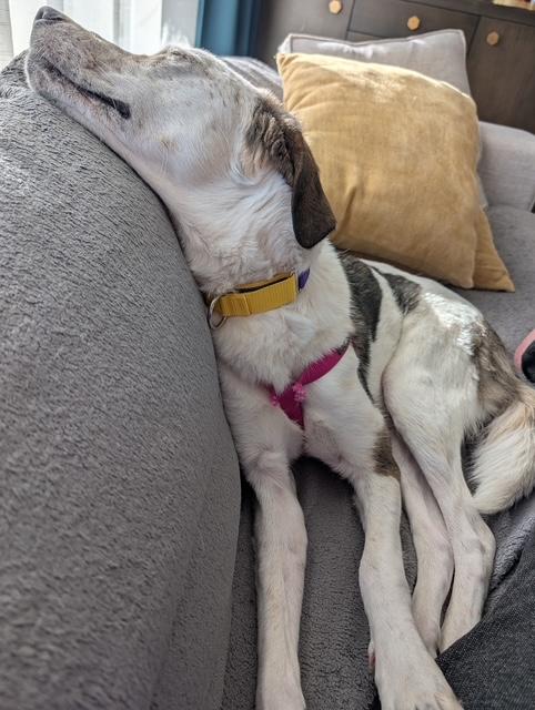 Enlarge Bonita, a ADOPTABLE mixed breed in Scarborough, ON image 4/6