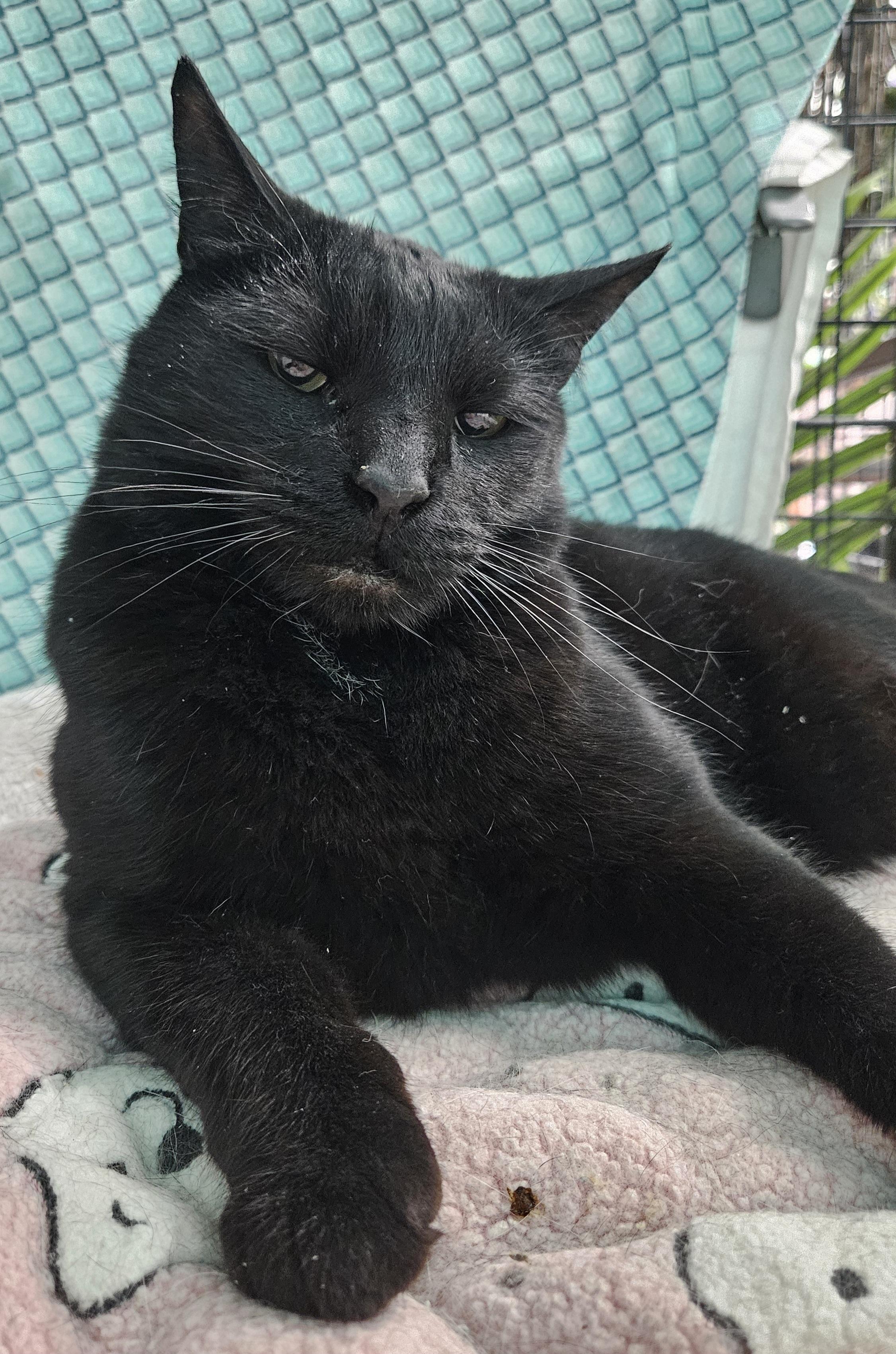 Sully, Senior Male Domestic Short Hair