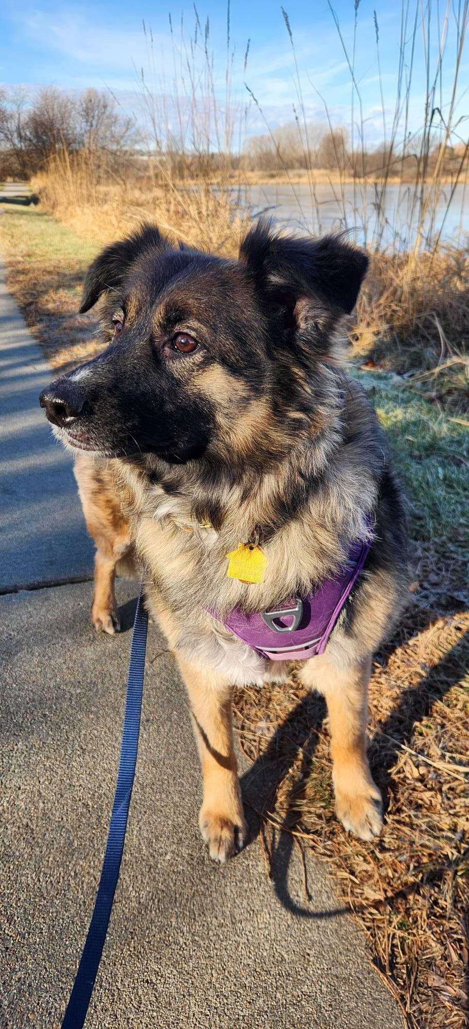 Dolly, Adoptable, Adult Female Australian Shepherd & Shepherd.
