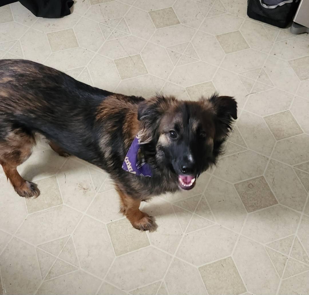 Enlarge Dolly, a Adoptable mixed breed in Council Bluffs, IA image 2/3