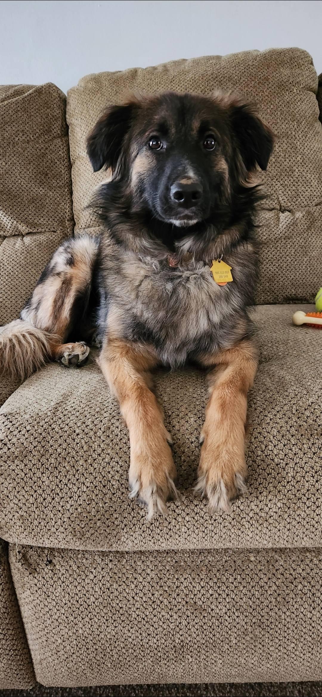 Enlarge Dolly, a Adoptable mixed breed in Council Bluffs, IA image 3/3