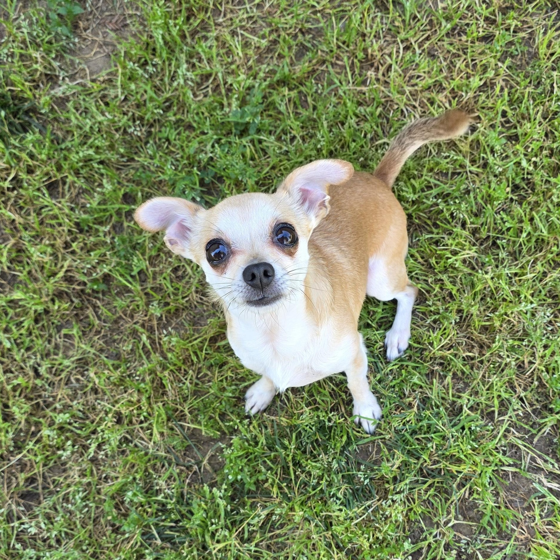 Enlarge Hiccup , a ADOPTABLE Chihuahua in Clovis, CA image 1/2