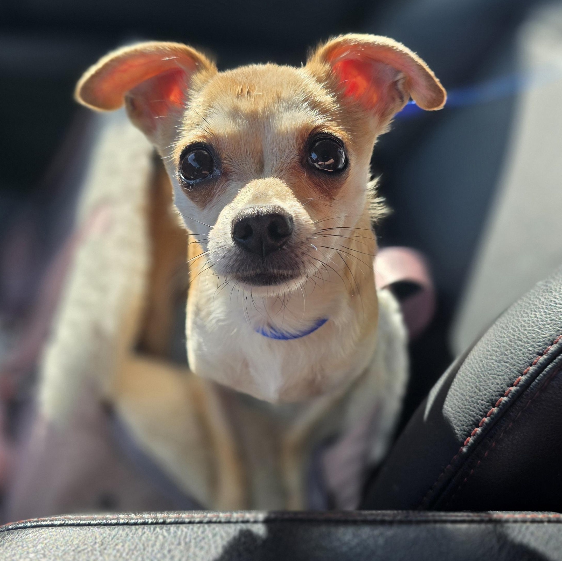 Enlarge Hiccup , a ADOPTABLE Chihuahua in Clovis, CA image 2/2