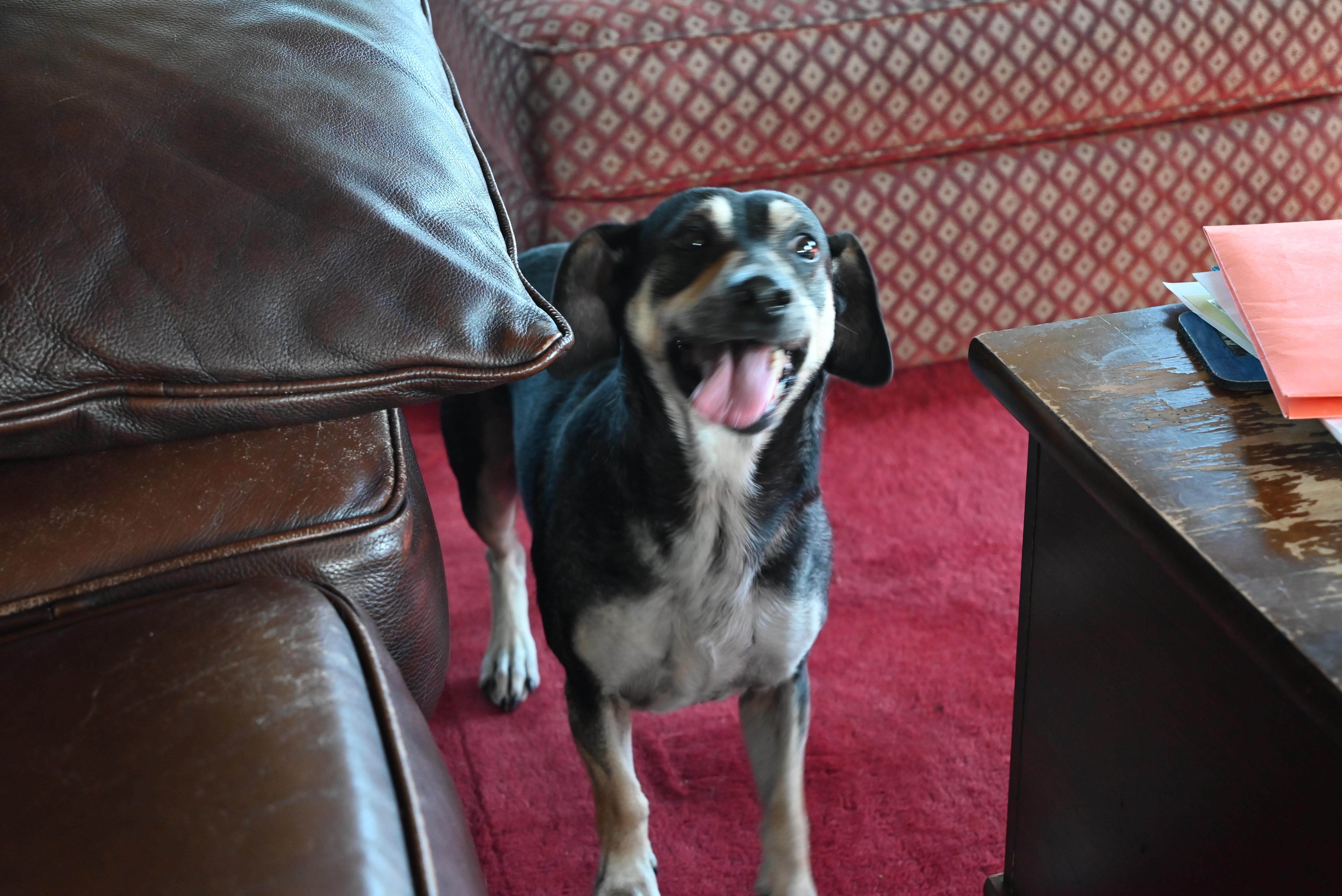 Enlarge Dale - Paws Behind Bars Prison Trained, a Adoptable mixed breed in Goshen, KY image 1/3