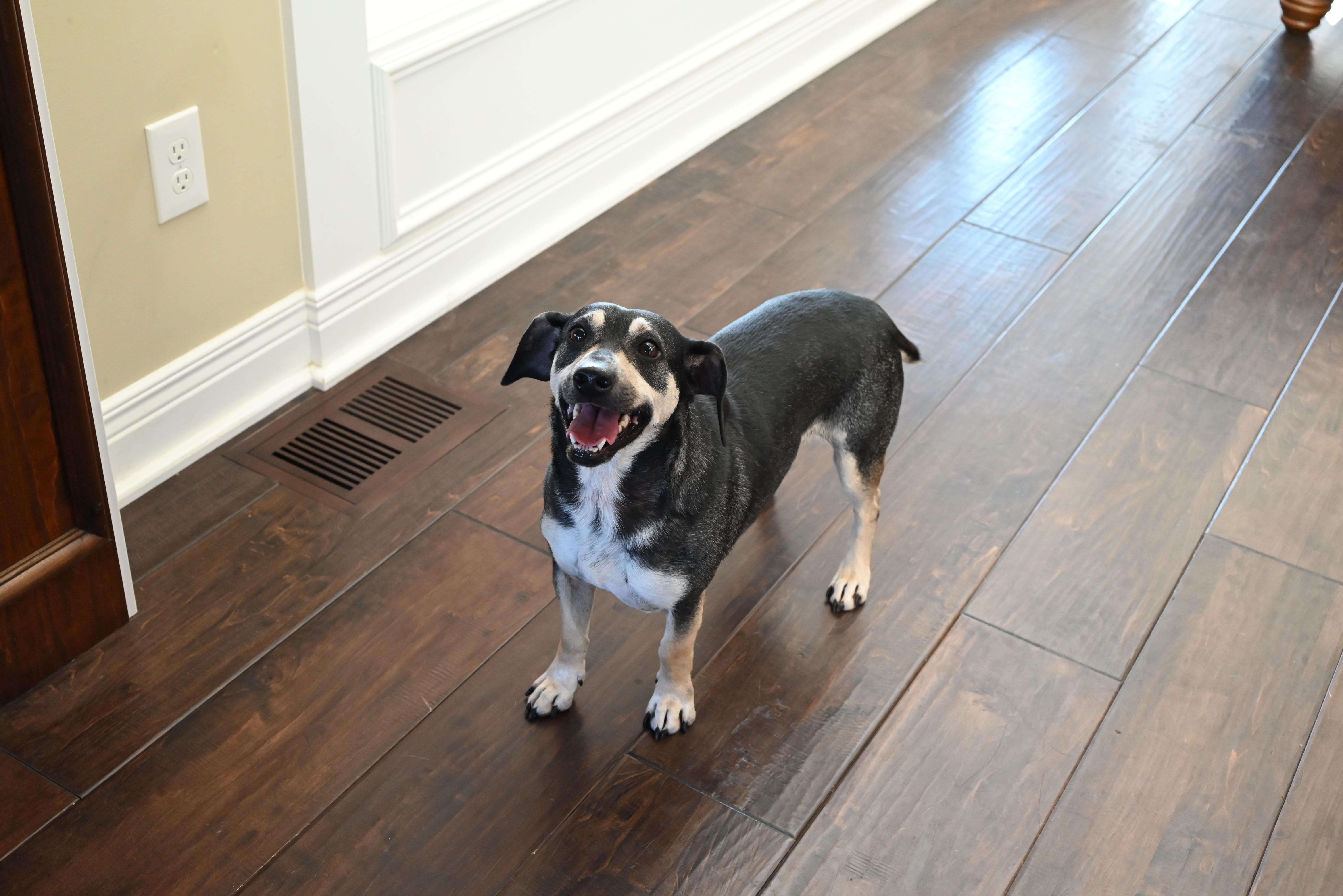 Enlarge Dale - Paws Behind Bars Prison Trained, a Adoptable mixed breed in Goshen, KY image 2/3