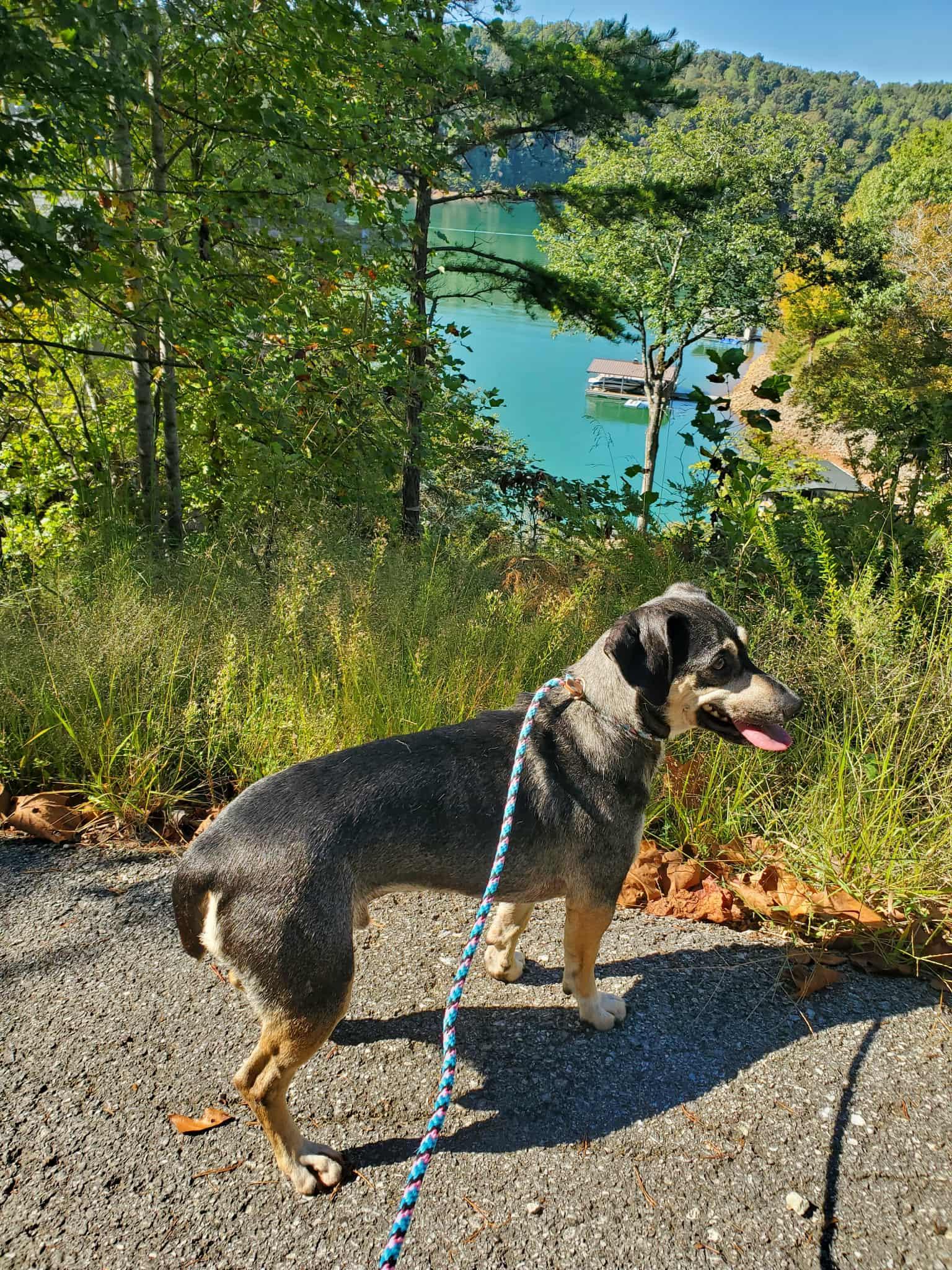 Enlarge Dale - Paws Behind Bars Prison Trained, a Adoptable mixed breed in Goshen, KY image 3/3