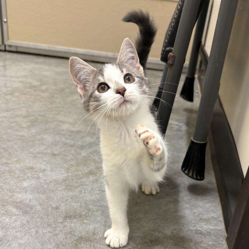 Macaroni, Adoptable, Kitten Female Domestic Short Hair.