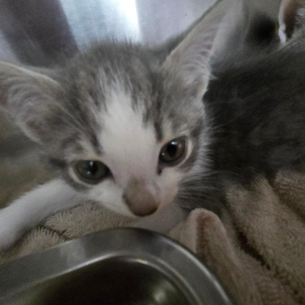 Enlarge Macaroni, a Adoptable Domestic Short Hair in Mount Gilead, NC image 2/3