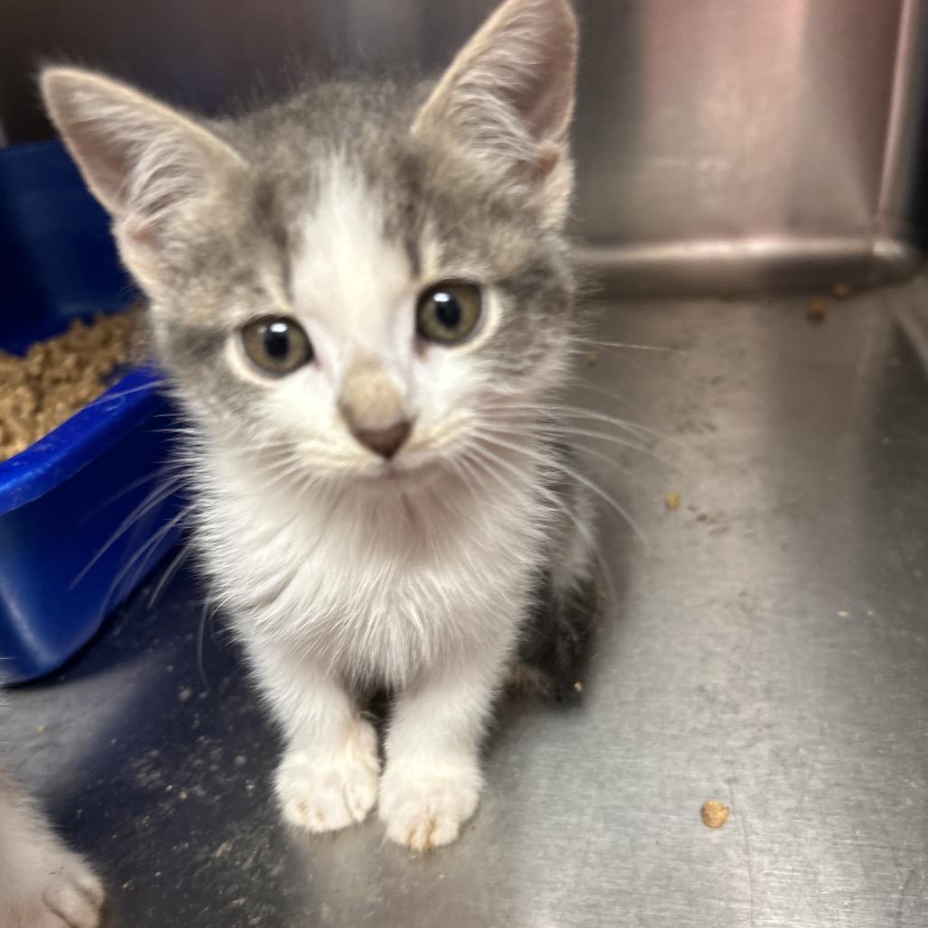 Enlarge Macaroni, a Adoptable Domestic Short Hair in Mount Gilead, NC image 3/3