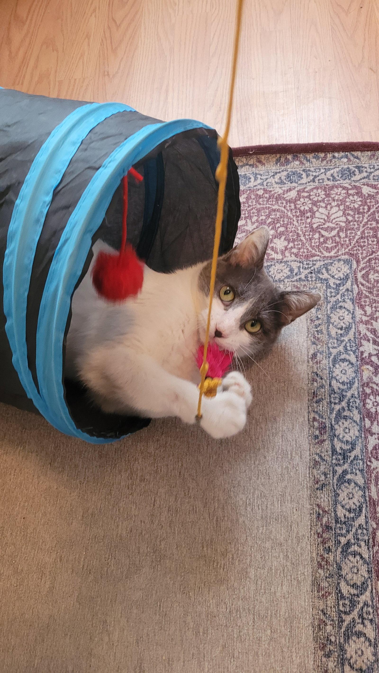 Enlarge Rhiannon, a Adoptable Domestic Short Hair in Reston, VA image 2/3