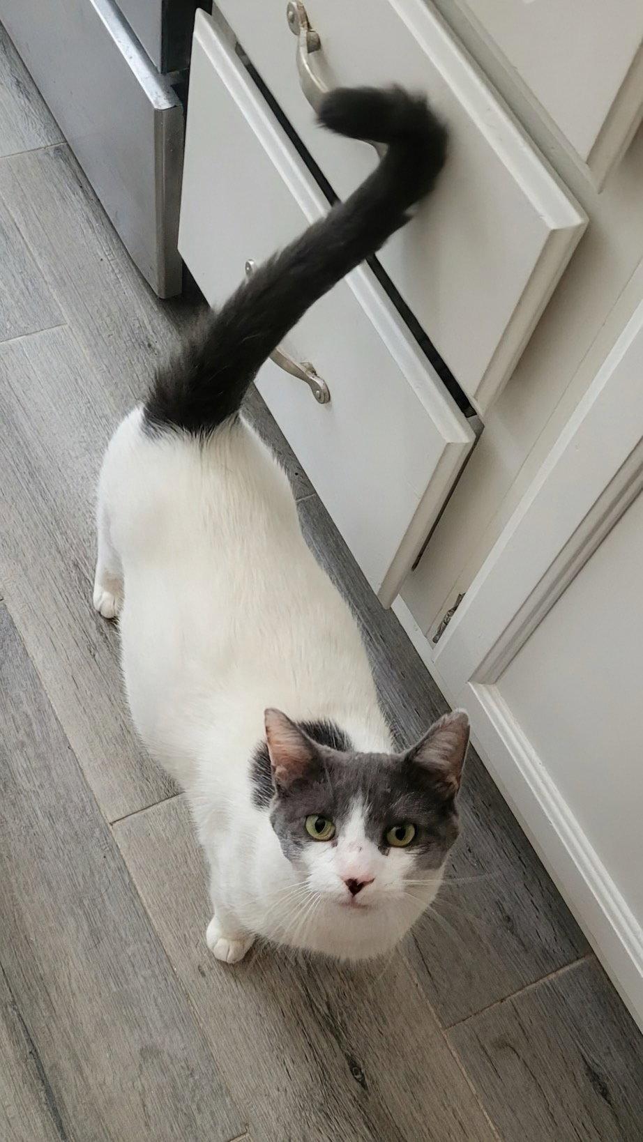 Enlarge Rhiannon, a Adoptable Domestic Short Hair in Reston, VA image 2/3