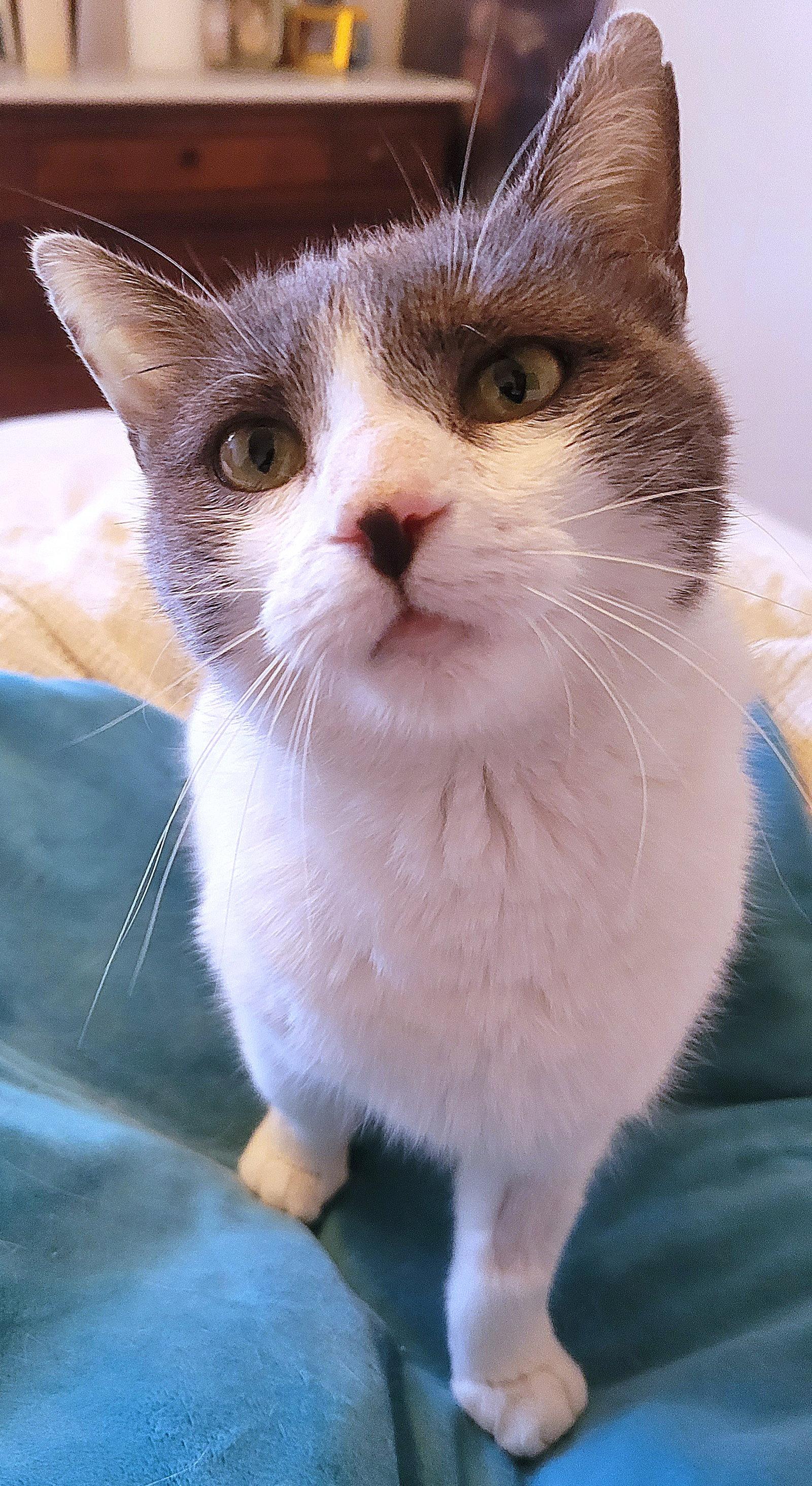 Rhiannon, a Adoptable Domestic Short Hair in Reston, VA image 1/3