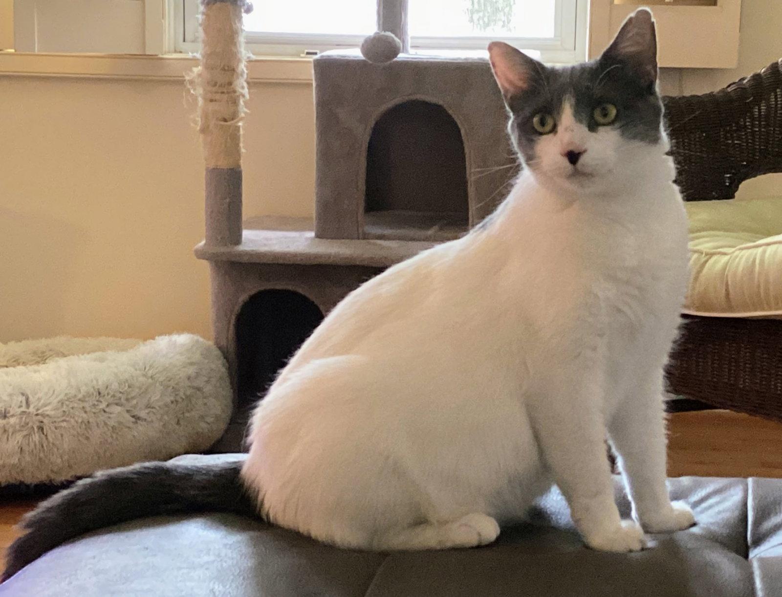 Enlarge Rhiannon, a Adoptable Domestic Short Hair in Reston, VA image 3/3