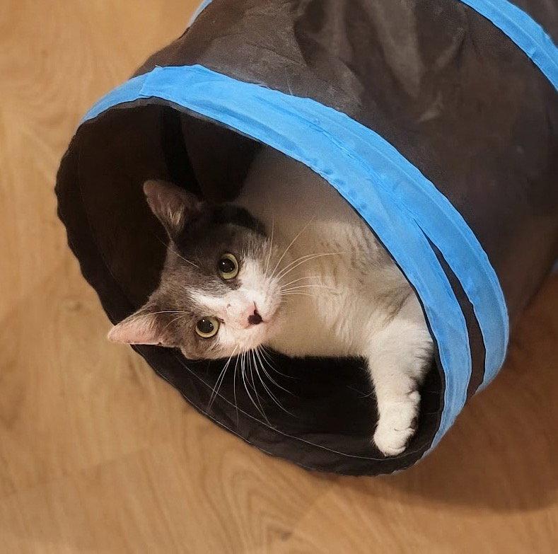 Rhiannon, Adoptable, Adult Female Domestic Short Hair.