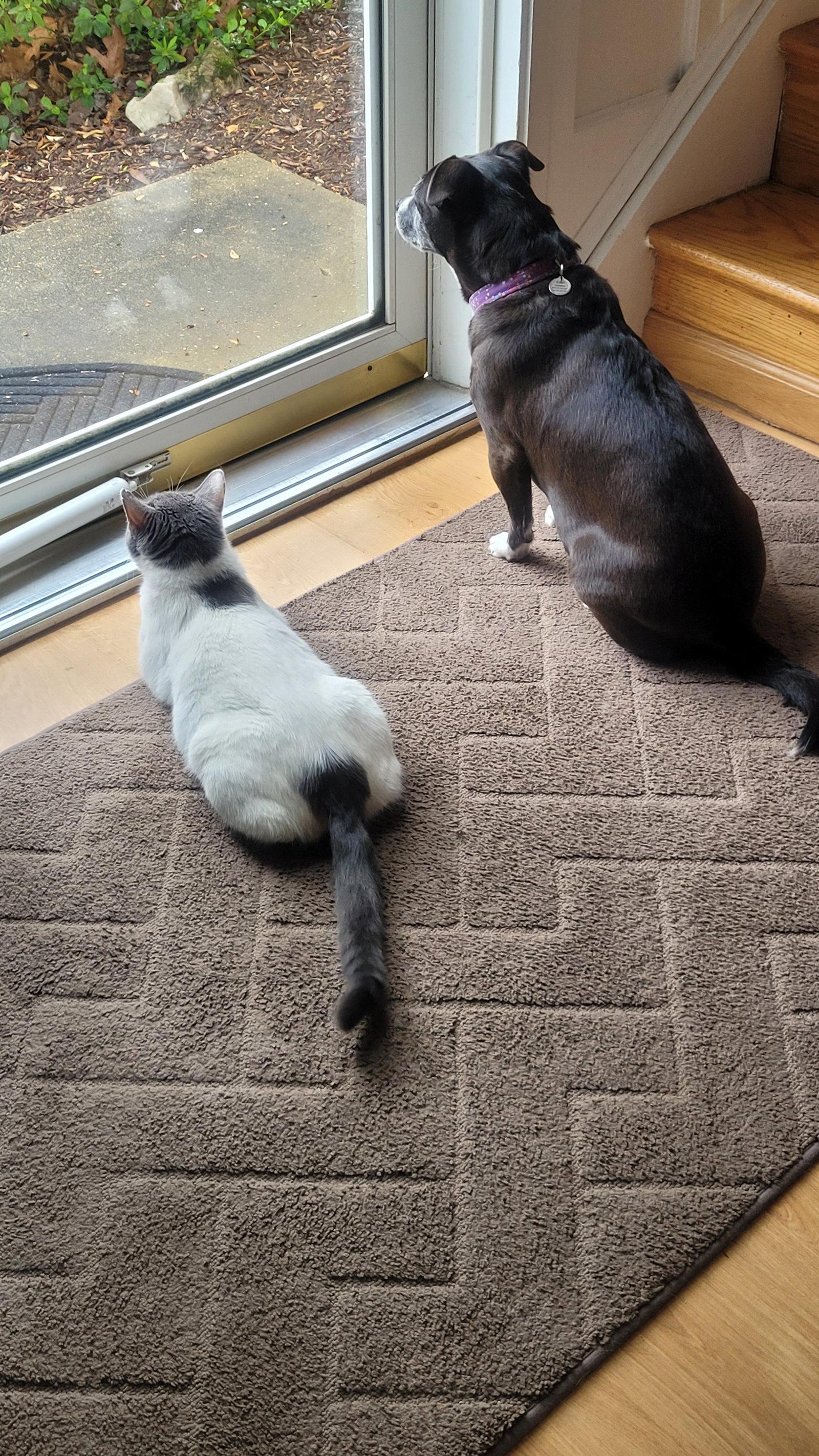 Enlarge Rhiannon, a Adoptable Domestic Short Hair in Reston, VA image 3/3