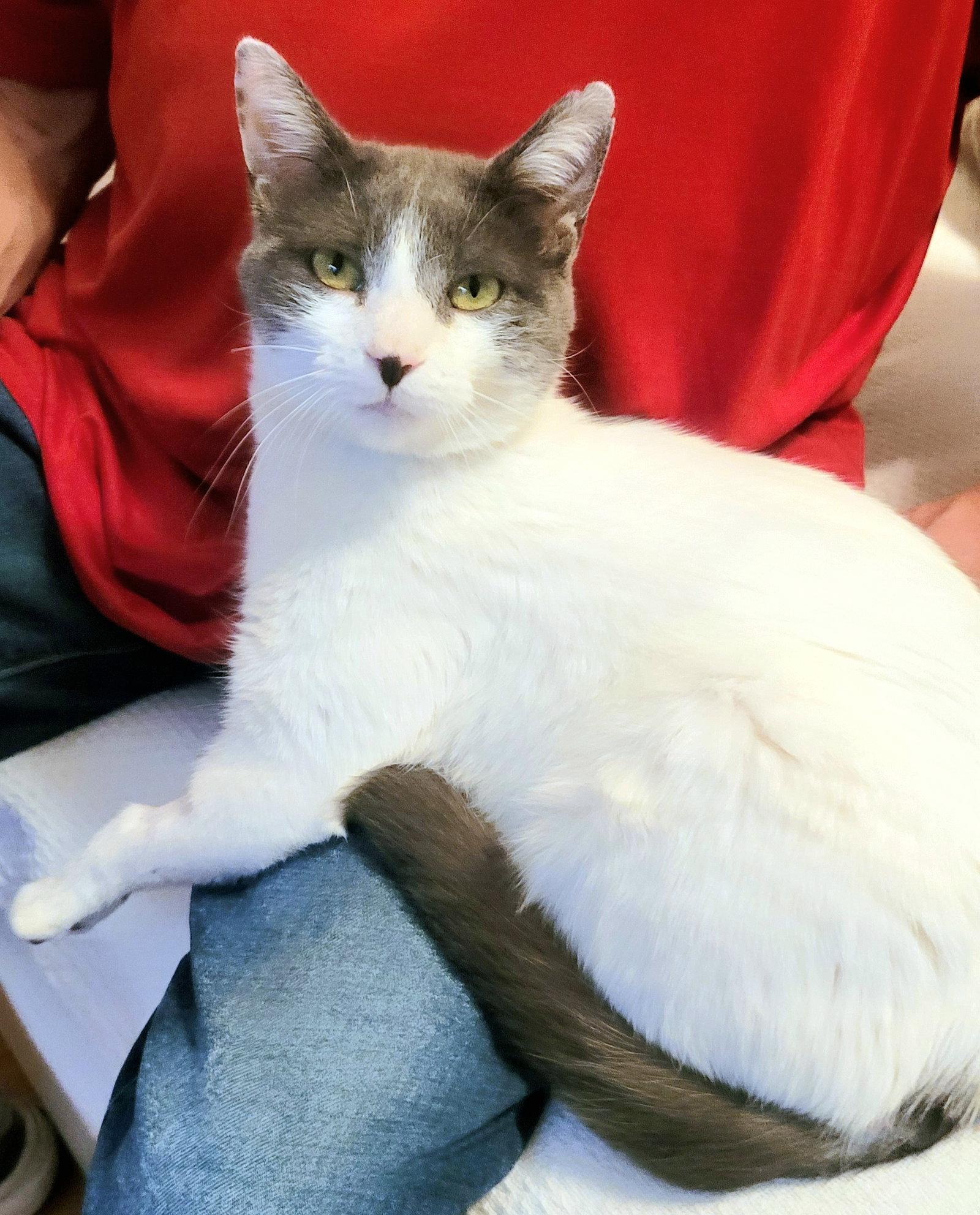 Enlarge Rhiannon, a Adoptable Domestic Short Hair in Leesburg, VA image 1/3