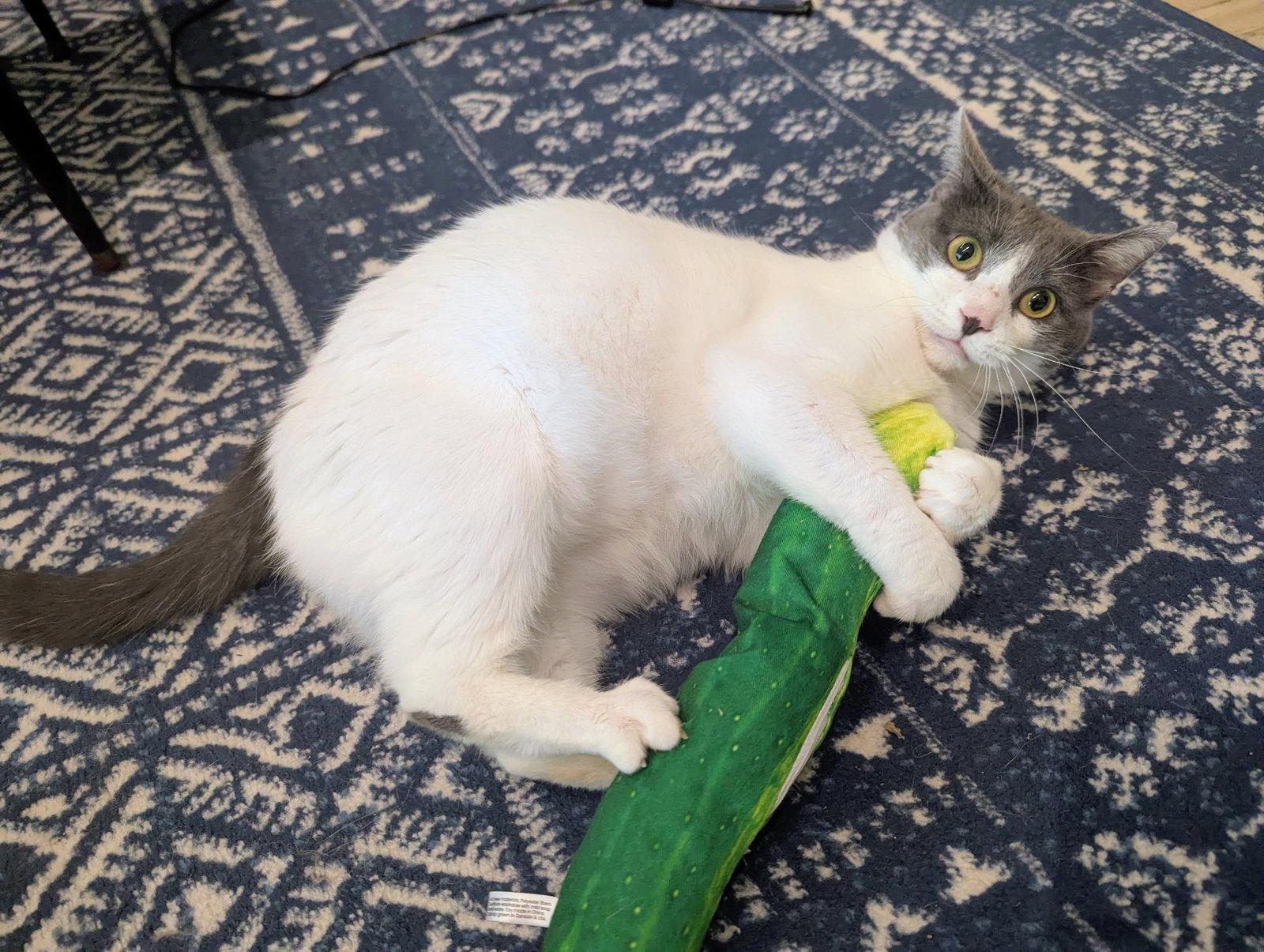Enlarge Rhiannon, a Adoptable Domestic Short Hair in Leesburg, VA image 3/3