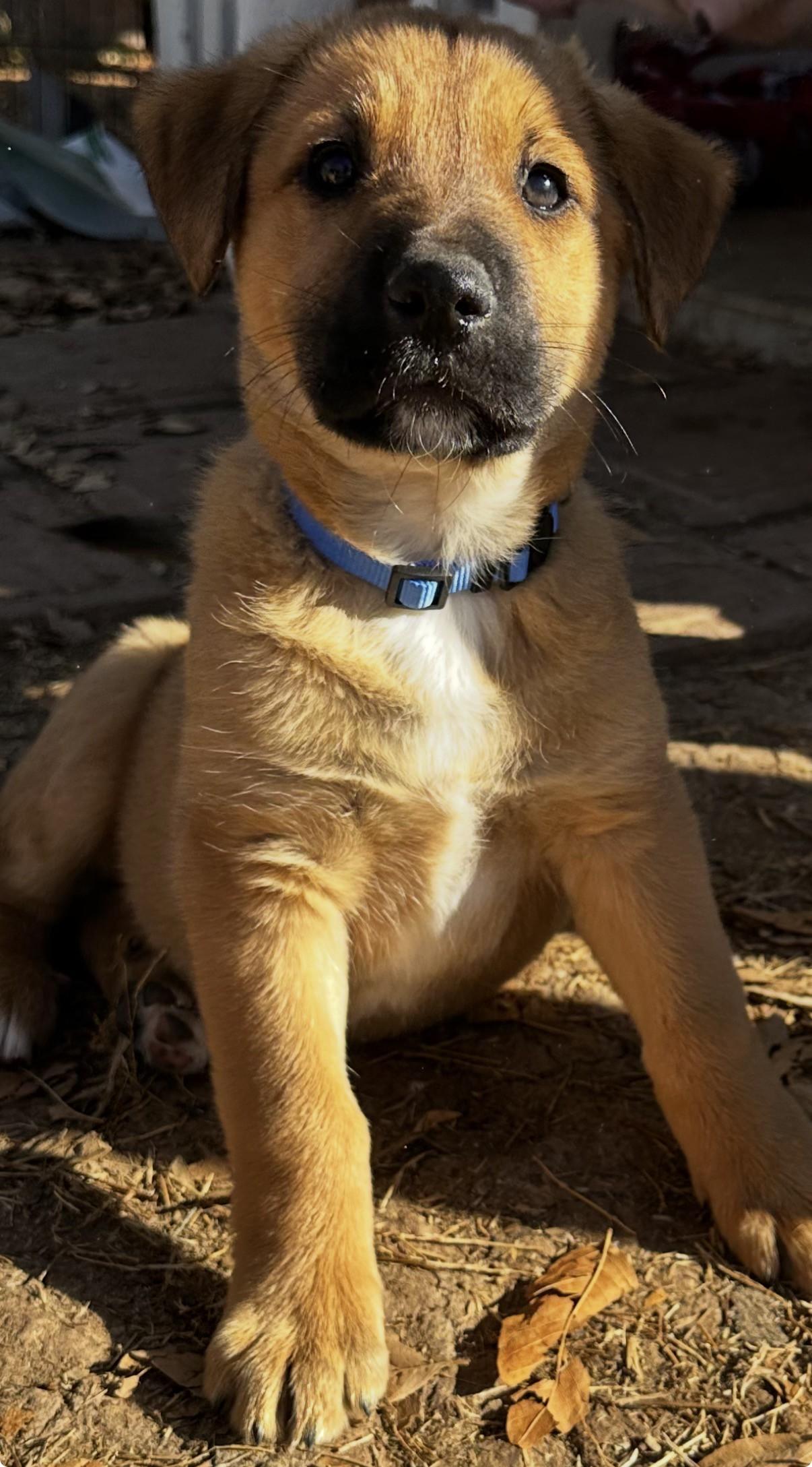 Enlarge Luke, a ADOPTABLE mixed breed in Gilbert, AZ image 1/1