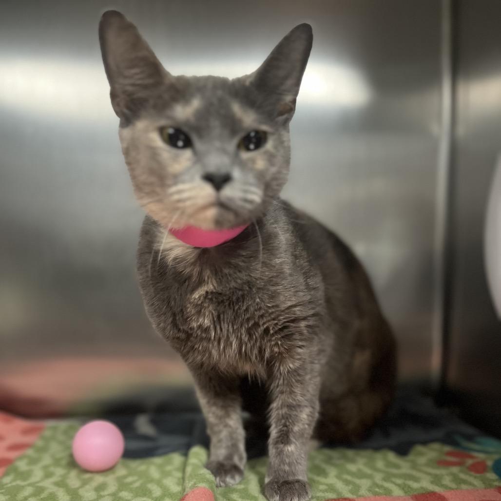 Paisley — thumbnail 2