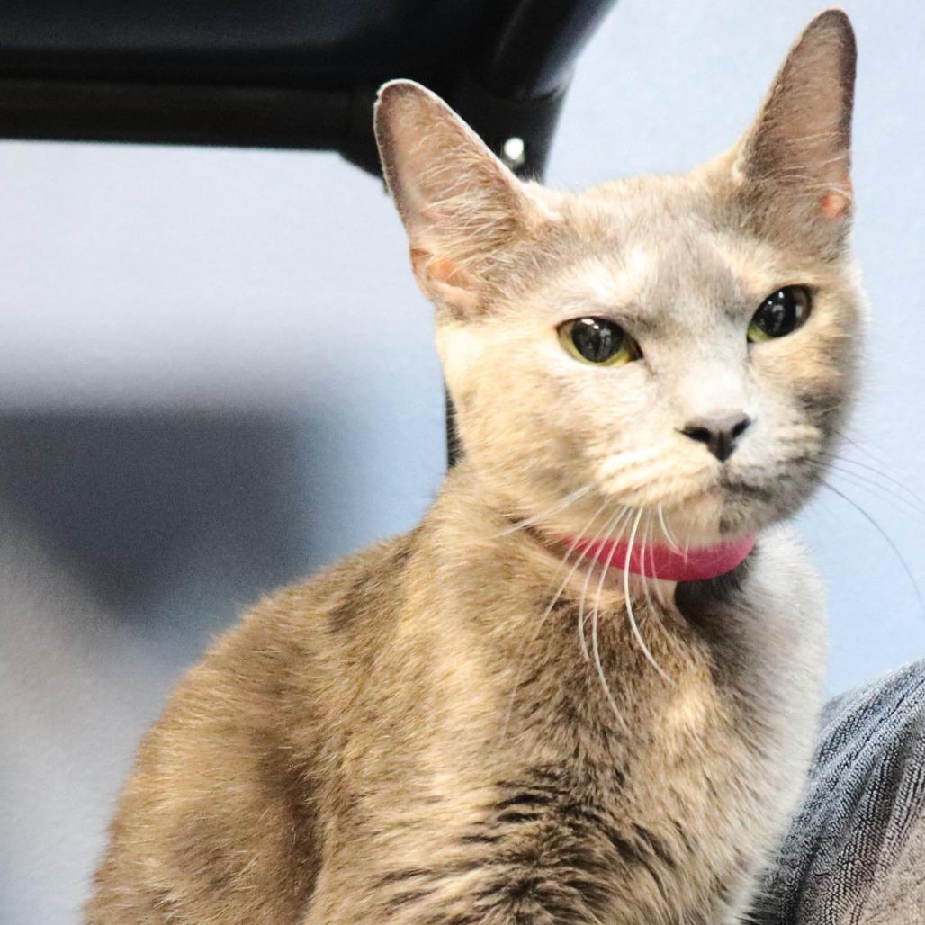 Paisley — thumbnail 5