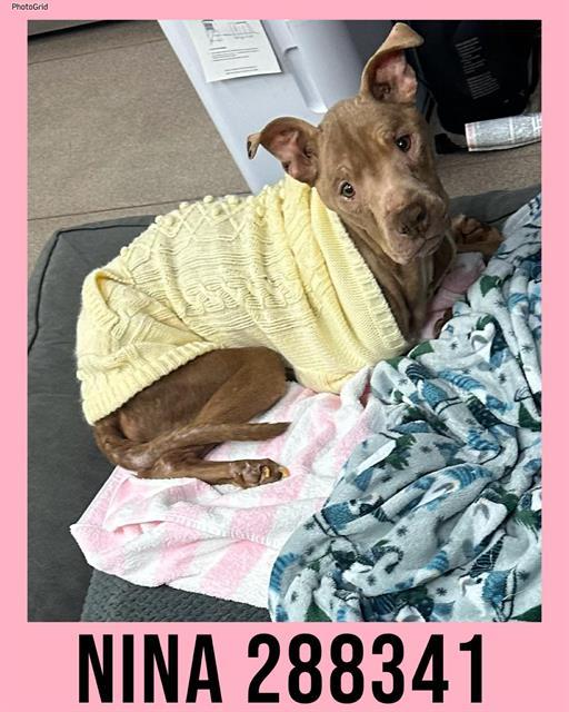 Enlarge NINA, a Adoptable Mixed Breed in Macon, GA image 1/1