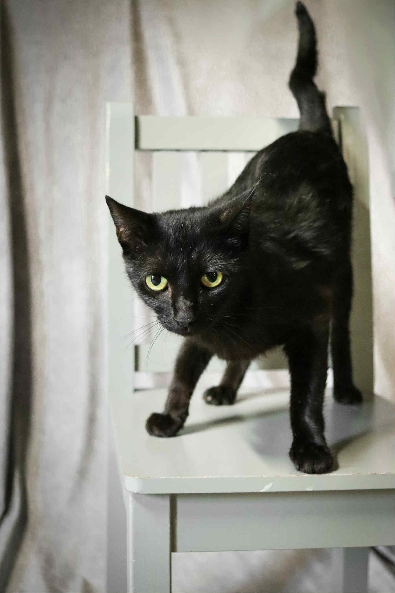 Olivia, Adoptable, Adult Female Domestic Short Hair.