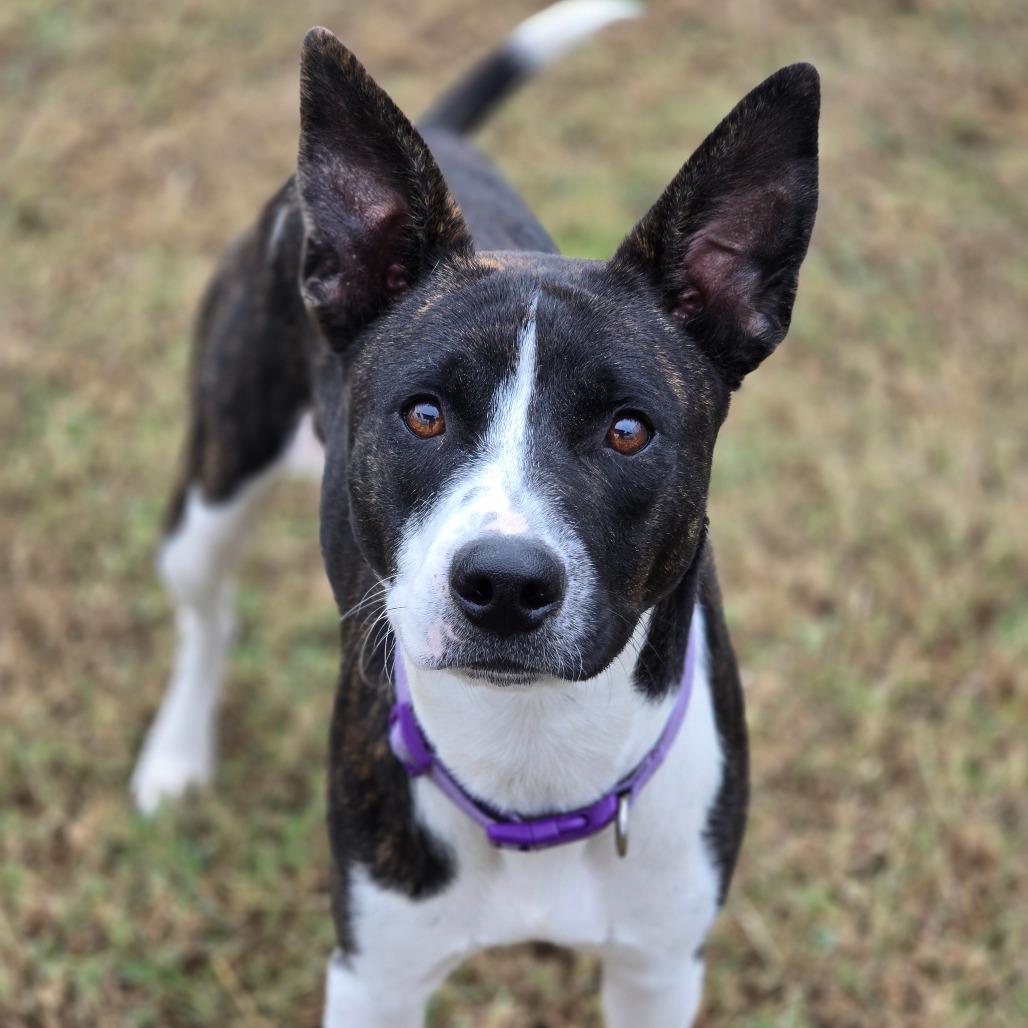 Samara, Adoptable, Adult Female Dutch Shepherd & Terrier.