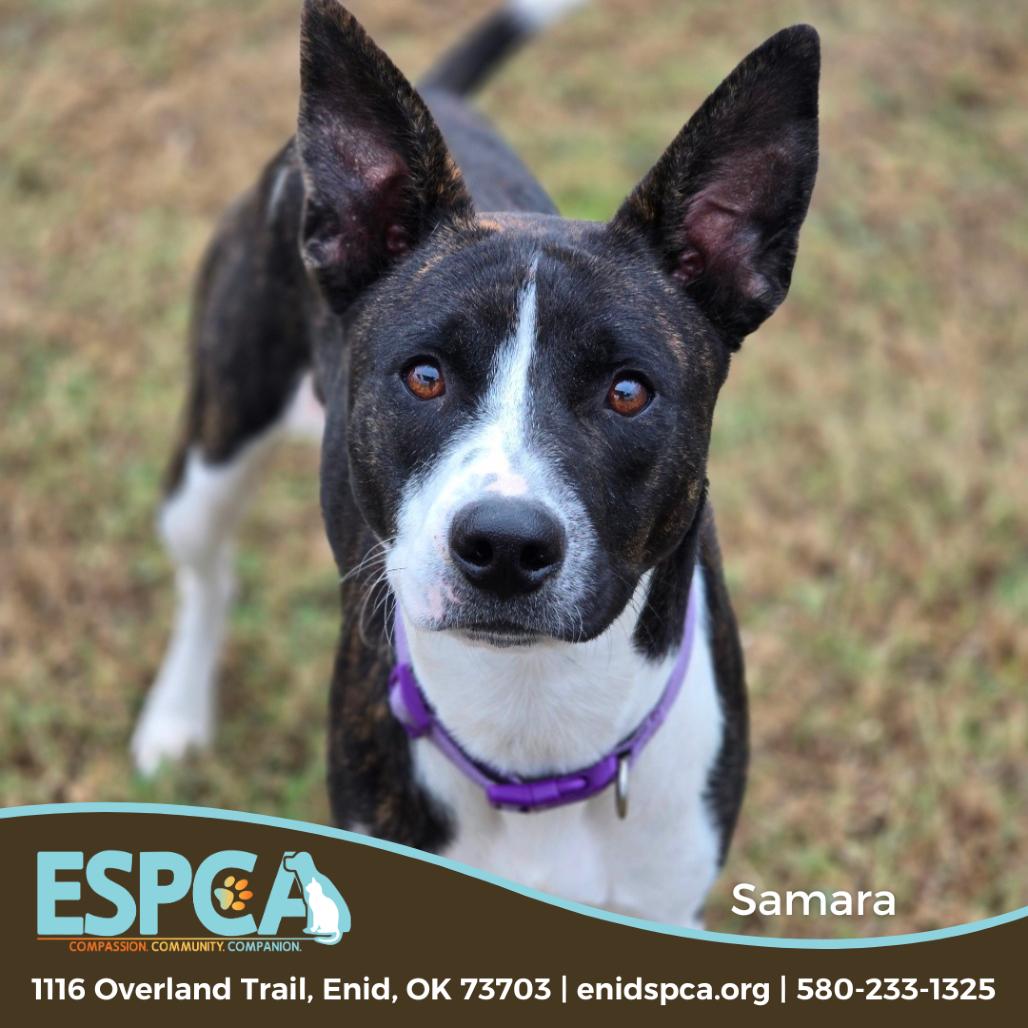 Samara, a Adoptable mixed breed in Enid, OK image 2/2
