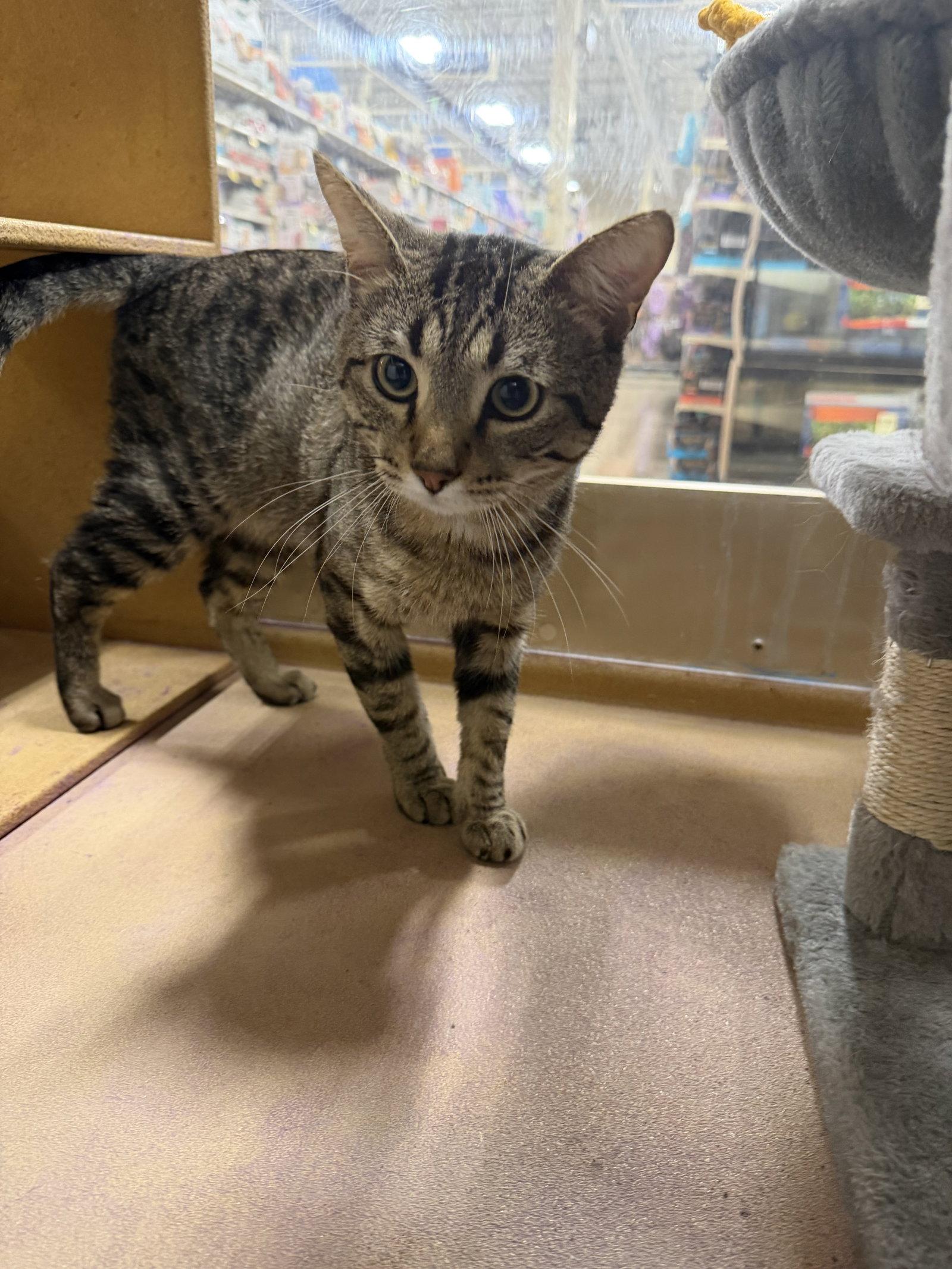 Burgundy, Adopted, Adult Male Domestic Short Hair.